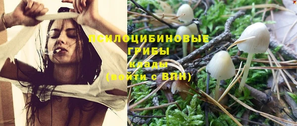 сатива Верея